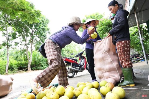 Bưởi Phúc Trạch được tập kết, phân loại và đóng gói để chuyển đi các tỉnh, thành.