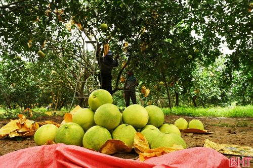 Những quả bưởi Phúc Trạch sẽ theo các chuyến xe khách, tỏa đi nhiều tỉnh, thành, góp thêm hương vị đặc sản Hà Tĩnh trong dịp Quốc khánh 2/9.