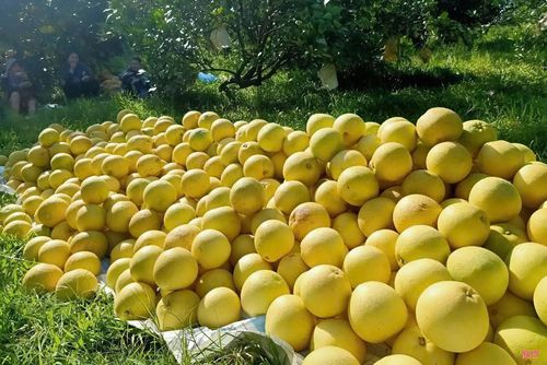 Bưởi Phúc Trạch năm nay được đánh giá có chất lượng khá tốt, mẫu mã đẹp, vị ngọt đậm hơn so với các năm trước.