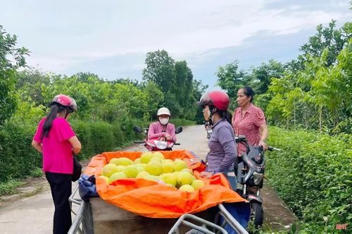 Có những thời điểm, nông dân vừa thu hái, chưa kịp vận chuyển về nhà đã được khách tìm đến mua ngay tại chỗ.
