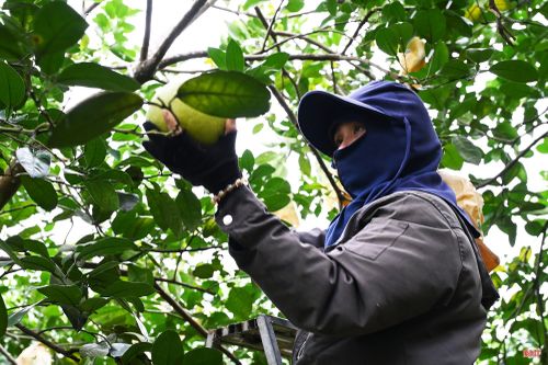 Tại thôn Phú Ngọc, xã Phúc Trạch, gia đình bà Phạm Thu Hương có khoảng 5.000 quả bưởi trong vụ này. Đến nay, khoảng một nửa sản lượng đã được tiêu thụ; phần còn lại tiếp tục được thu hái theo độ chín và đơn đặt hàng.