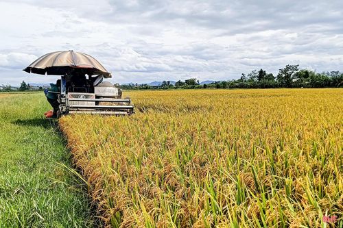 Địa phương đã chủ động điều tiết máy gặt, tạo điều kiện cho bà con đẩy nhanh tiến độ thu hoạch.