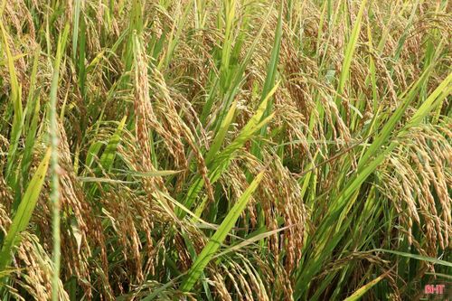 Vụ hè thu năm nay, cánh đồng Nhà Tai ở thôn Hồng Phong có gần 10 ha lúa hữu cơ.