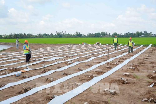 Đơn vị thi công trải bấc thấm ngang để thoát nước, xử lý nền đường ở gói thầu số 1, dự án thành phần 2 cao tốc Châu Đốc - Cần Thơ - Sóc Trăng. Ảnh: Thanh Liêm - TTXVN