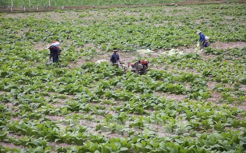 Người dân vùng biên giới Tây Ninh vừa tích cực lao động sản xuất, phát triển kinh tế gia đình, vừa nâng cao ý thức cảnh giác, góp phần giữ gìn an ninh, trật tự địa bàn. Ảnh: Giang Phương - TTXVN