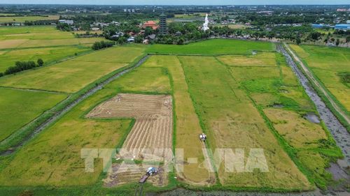Đẩy nhanh thu hoạch lúa Hè Thu góp phần giúp nông dân chủ động ứng phó với nguy cơ mưa lớn, thời tiết bất lợi. Ảnh: Giang Phương - TTXVN