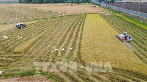 Nông dân huy động máy móc cơ giới hóa để rút ngắn thời gian thu hoạch lúa Hè Thu. Ảnh: Giang Phương - TTXVN