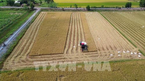Những ruộng lúa chín vàng được nông dân tập trung thu hoạch nhằm bảo đảm năng suất, sản lượng. Ảnh: Giang Phương - TTXVN