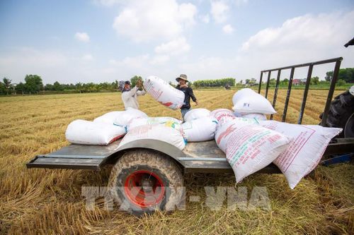 Nông dân tập kết lúa sau thu hoạch, chuẩn bị vận chuyển về nơi bảo quản. Ảnh: Giang Phương - TTXVN