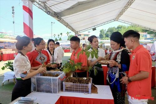 Gian hàng trưng bày và quảng bá sản phẩm Sâm Lai Châu hút khách 
