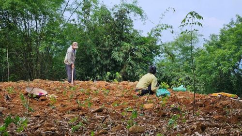 Các loại cây dược liệu bản địa được trồng xen kẽ, tạo nên vùng nguyên liệu xanh giữa miền núi Thanh Hóa. Ảnh: Nguyễn Thuấn.