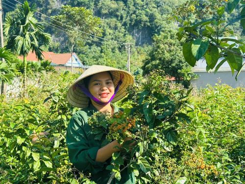 Chị Phạm Thị Hậu cẩn thận kiểm tra từng gốc cây sau những ngày mưa. Ảnh: Nguyễn Thuấn.