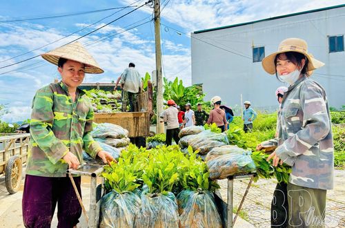 Cây giống hỗ trợ khẩn trương cấp phát cho người dân bản Hón Sáng.