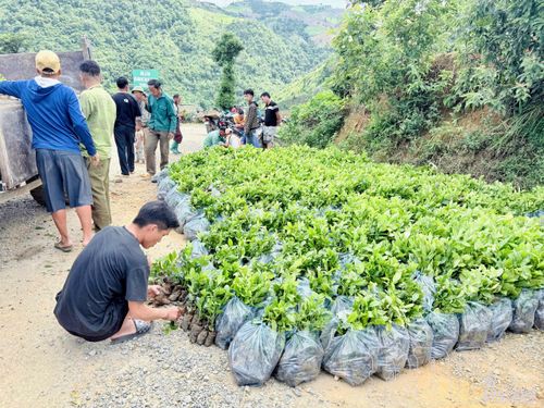 Người dân bản Hua Nậm nhận cây giống hỗ trợ.