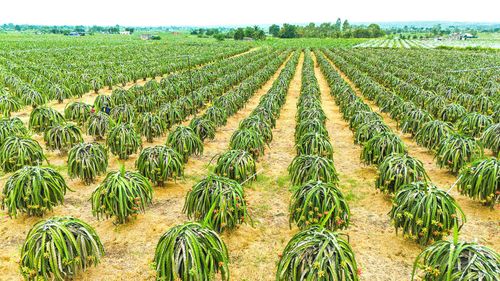 Thanh long GlobalGAP tại xã Hàm Thuận Nam