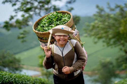 Hái chè để chế biến trà trên bao la đồi nương
