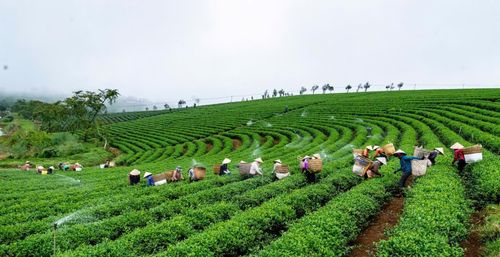Những đồi chè thơ mộng trong sương sớm ở Bảo Lộc