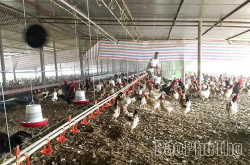 Trong sản xuất nông nghiệp, nhiều hộ gia đình ở xã Lạc Thủy đã mạnh dạn đầu tư xây dựng các mô hình sản xuất theo hướng chuyên môn hóa cao.