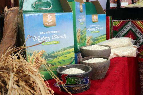 Gạo nếp tan nhe Mường Chanh.
