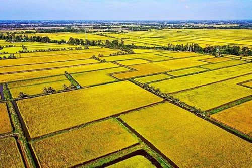 Trồng lúa phát thải thấp, lượng thuốc bảo vệ thực vật giảm đáng kể từ 2 - 3 lần phun mỗi vụ.