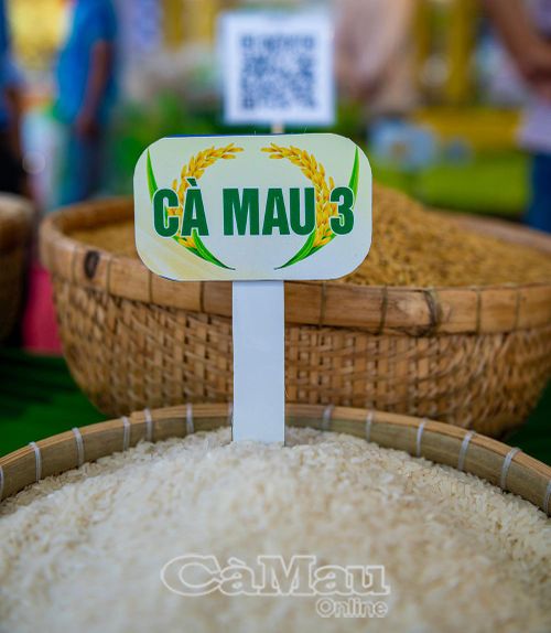 Giống lúa chịu mặn CAMAU3 được khảo nghiệm, hoàn thiện thủ tục công nhận giống mới và lập hồ sơ bảo hộ quyền sở hữu.