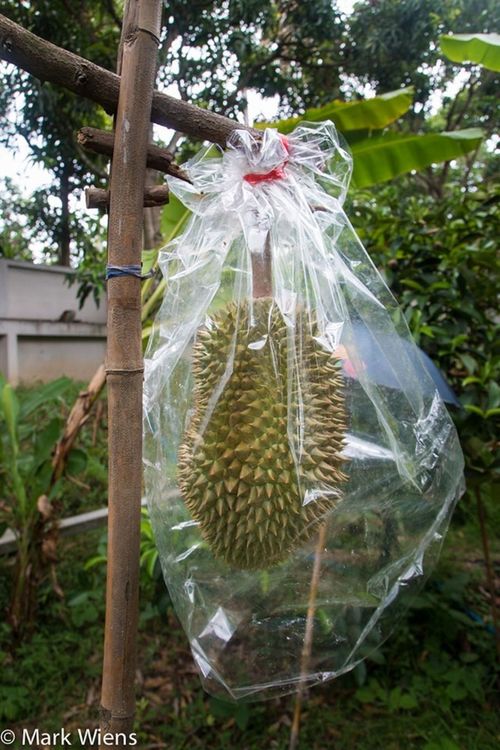Toàn bộ trái sầu riêng trên cây đều được bọc trong lớp màng nhựa trong suốt nhằm tránh côn trùng và sâu bọ. (Ảnh: Migrationology)
