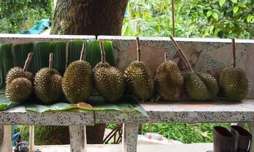 Đất trồng cây là đất trầm tích. Họ trồng san hô Ấn Độ và các loại cây họ đậu để giúp đất màu mỡ. Đó là lý do tại sao sầu riêng ở Nonthaburi có hương vị khác biệt. (Ảnh: Yearofthedurian)