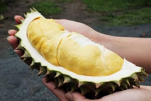 Tuy nhiên, nước sông không được dùng để tưới cây sầu riêng. Nông dân ở Nonthaburi thích dùng nước sạch vì họ tin rằng điều đó sẽ cải thiện chất lượng của sầu riêng. (Ảnh: Facebook)