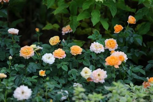 Những bông hoa hồng nổi bật giữa nền xanh của cây lá, tạo nên góc chụp ảnh đầy sức hút