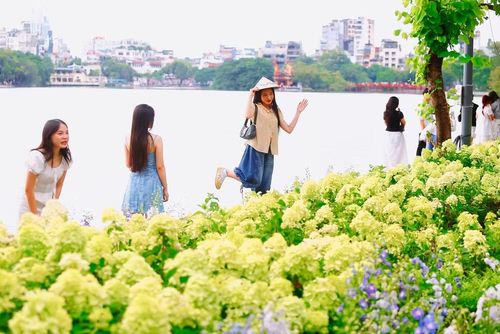 Tại khu vực hồ Hoàn Kiếm, cẩm tú cầu được trồng xen với một số loài hoa khác, tạo thêm những mảng màu cho không gian quanh hồ