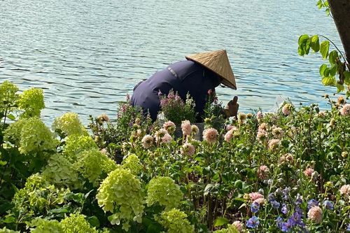 Cẩm tú cầu tại khu vực Hồ Gươm từng xuất hiện và thu hút người dân đến chụp ảnh vào dịp Quốc khánh năm ngoái. Năm nay, hoa tiếp tục được bố trí quanh Hồ Gươm trước kỳ nghỉ lễ. Các luống hoa được duy trì, chăm sóc thường xuyên trong ngày để giữ cảnh quan trong thời gian người dân và du khách đến tham quan, chụp ảnh. Ảnh: Trn V Chung.