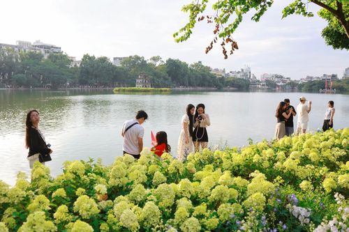 Suốt 5 ngày nghỉ Quốc khánh, luống cẩm tú cầu xanh, nằm đối diện Bưu điện Việt Nam và hoa cúc, hoa hồng quanh Hồ Gươm (Hà Nội) thu hút đông người dân, du khách đến chụp ảnh. Sáng 2/9, khu vực tiếp tục ghi nhận lượng lớn "nàng thơ" đổ về từ sáng sớm. Ảnh: Trương Vị.