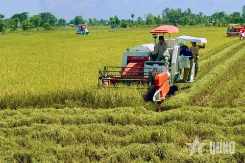  Nông dân xã Đại Ngãi (TP Cần Thơ) thu hoạch lúa trong mô hình của Đề án 1 triệu ha lúa.