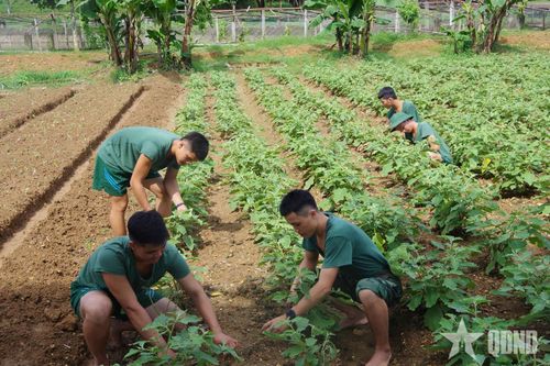 Cán bộ, chiến sĩ chăm sóc vườn rau trong giờ nghỉ, ngày nghỉ, góp phần nâng cao chất lượng bữa ăn của bộ đội.