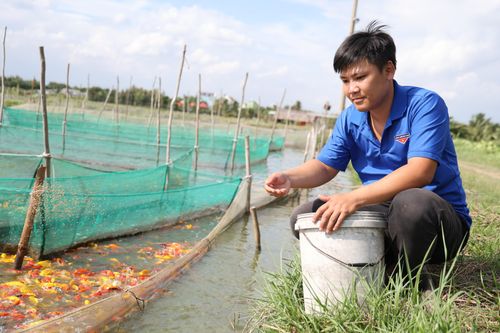 Nguyễn Phạm Tấn Công (xã Bình Lợi, TPHCM) cho cá koi ăn