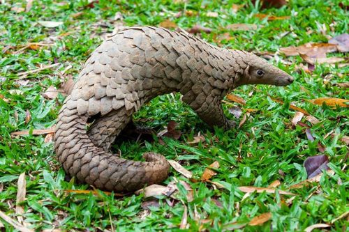 Tê tê và vảy của chúng là mục tiêu của các đối tượng săn bắt, buôn lậu hàng đầu trong các loài động vật hoang dã.
