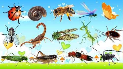 Cơ thể côn trùng hiện đại có thể là kết quả của một quá trình “tối giản hóa” kéo dài hàng triệu năm.