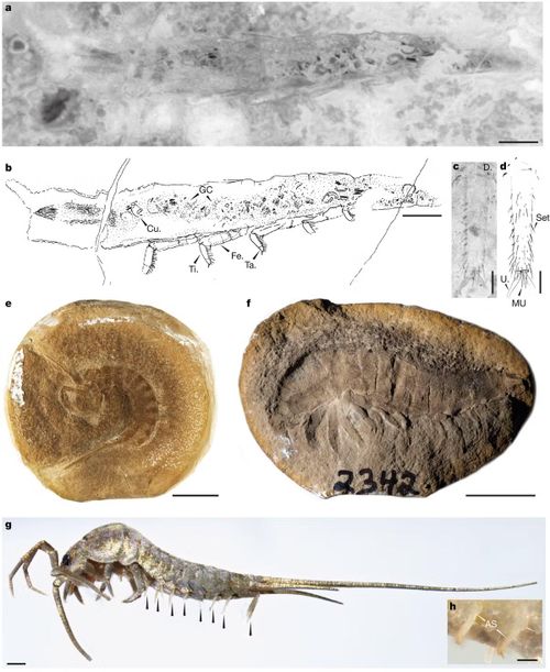 Loài côn trùng thuộc nhóm gốc Chosha praecursor Tihelka, Engel & Cai, 2026 từ hệ tầng Tesnus kỷ Carboniferous (khoảng 324 triệu năm trước), Texas, Hoa Kỳ.