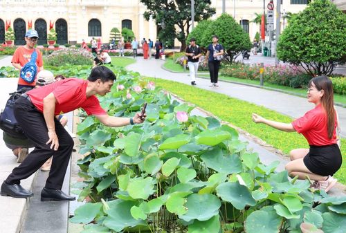 Hồ sen bên cạnh tượng Bác cũng trở thành điểm thu hút mọi người đến "check-in".