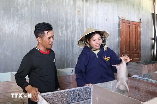 Chị Hồ Thị Nghi, thôn Trà Hiệp, xã Thanh Bồng (Quảng Ngãi) phát triển kinh tế gia đình và hỗ trợ người dân cùng nhau làm kinh tế. (Ảnh: Đinh Hương/TTXVN)