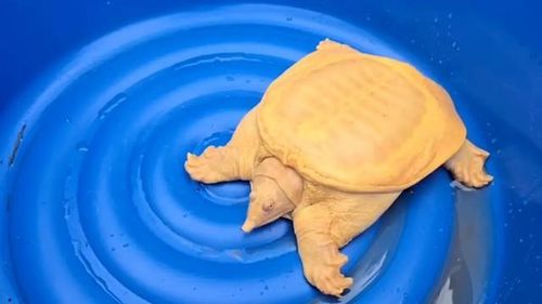 Con rùa vàng được phát hiện trong ruộng lúa. Ảnh: Tnews
