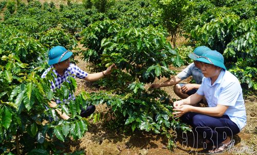 Nhiều diện tích trồng cà phê tại xã Chiềng Sinh đã cho quả.