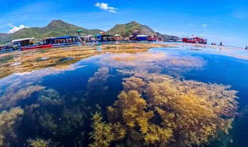  Mùa rong mơ phủ vàng vùng biển Nhơn Hải, tạo nên bức tranh đầy màu sắc của thiên nhiên. Ảnh: Nguyễn Dũng 
