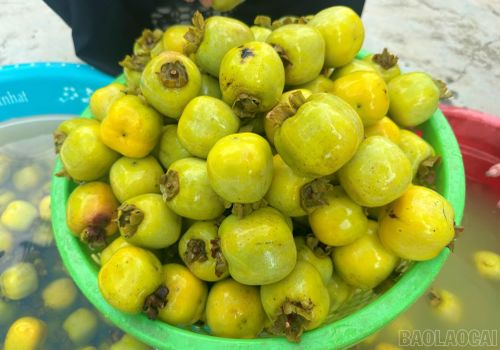 Hồng không hạt Bảo Hà đã là sản phẩm OCOP 3 sao cấp tỉnh từ năm 2017.
