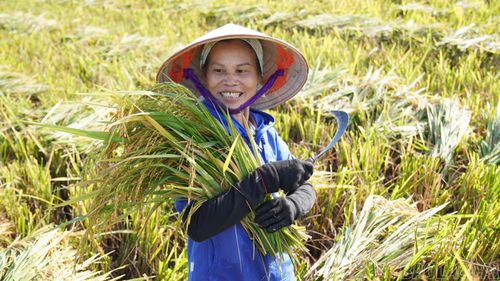 Người dân khu vực Mường Lò đón Tết Độc lập trong niềm vui của một vụ mùa no đủ.