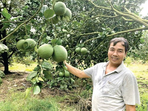 Ông Phạm Văn Xã, Giám đốc hợp tác xã Sản xuất nông nghiệp và Dịch vụ trái cây Mỹ Đức (xã Đạ Tẻh 3)