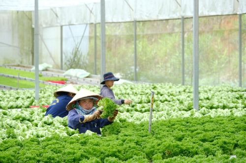 Các doanh nghiệp tỉnh Lâm Đồng chú trọng kiểm soát chất lượng từ đầu vào đến đầu ra trong sản xuất