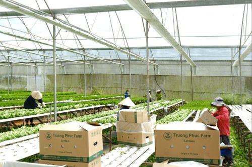Doanh nghiệp Lâm Đồng đóng gói xuất khẩu rau xà lách sang thị trường Hàn Quốc