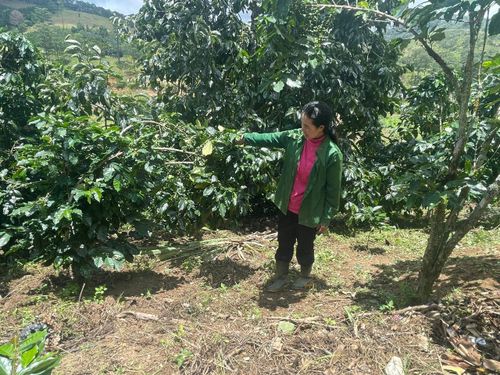 Bằng tinh thần cần cù, chịu khó làm ăn, gia đình chị Kơ Să K’Thêu, ở thôn Đông Mang vươn lên thoát nghèo, ổn định cuộc sống