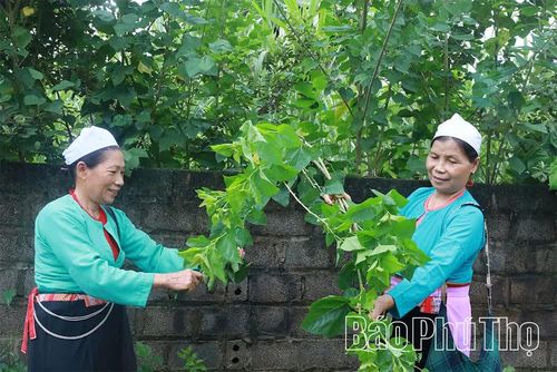 Chưa xây dựng vùng nguyên liệu tập trung, các gia đình ở thôn Đoàn Kết trồng dâu tằm trên đồng bãi, vườn nhà.